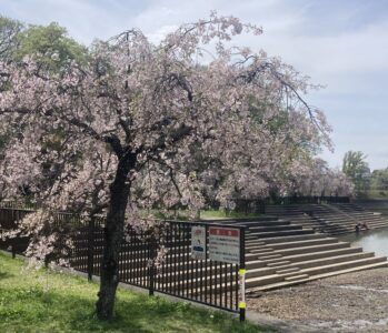 【ランニング】東山・平和公園　一万歩コース　花見とランチとランニング