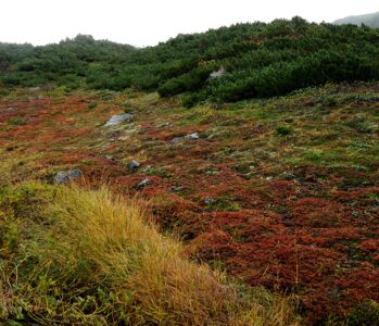 【登山】世界遺産　知床半島　羅臼岳の紅葉とヒグマ