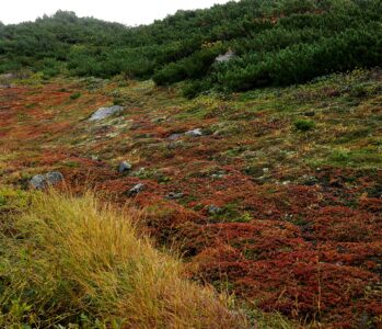 【登山】世界遺産 知床半島　羅臼岳の紅葉と横断道路のヒグマ