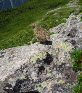 【日帰り登山】北アルプス 蝶ヶ岳から常念岳 パノラマ銀座 三俣サーキット