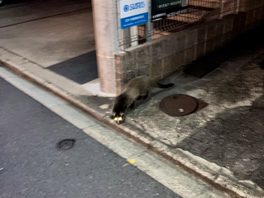 【ハクビシン】真夜中に現れる住宅街の小さな住人